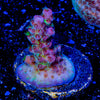 Night Furry acropora - riptide aquaculture llc