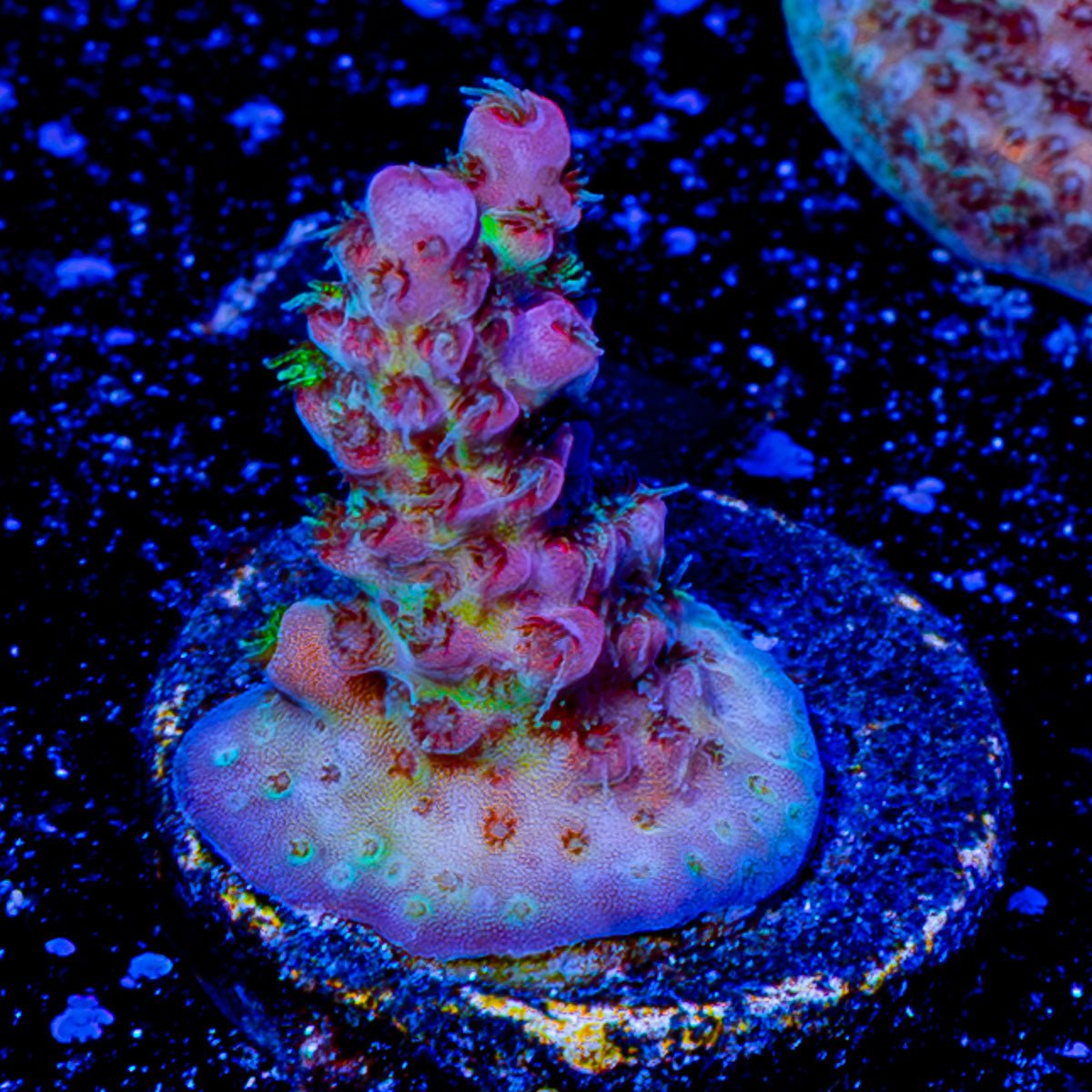 Night Furry acropora - riptide aquaculture llc