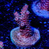 Judge Judy Milliopora - riptide aquaculture llc