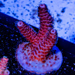Judge Judy Milliopora - riptide aquaculture llc