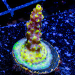 Pink Floyd Acropora - riptide aquaculture llc