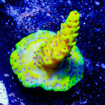 Firefly Acropora - riptide aquaculture llc