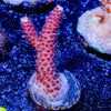 Judge Judy Milliopora - riptide aquaculture llc