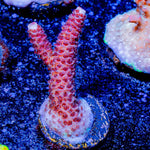 Judge Judy Milliopora - riptide aquaculture llc