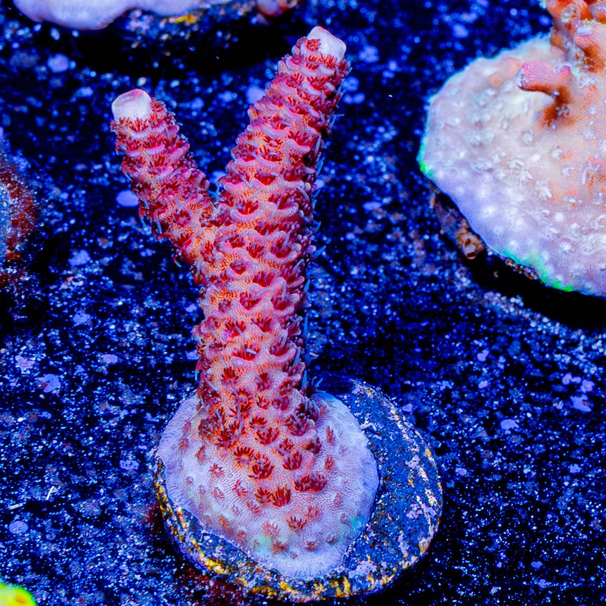 Judge Judy Milliopora - riptide aquaculture llc