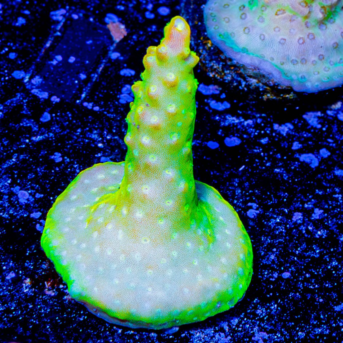 Paletta Pink Tip acropora - riptide aquaculture llc