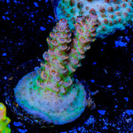 Princess Peach acropora - riptide aquaculture llc