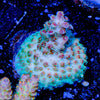 Flash Point acropora - riptide aquaculture llc