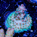Flash Point acropora - riptide aquaculture llc