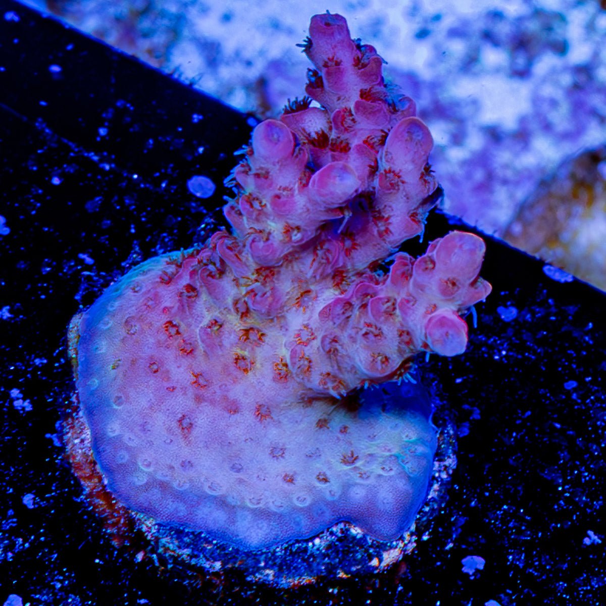 Night Furry acropora - riptide aquaculture llc