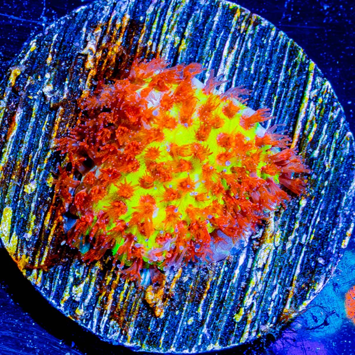 Burning Banana Stylostinellia - riptide aquaculture llc