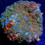 Cloverfield Rhiodactus Mushroom - riptide aquaculture llc