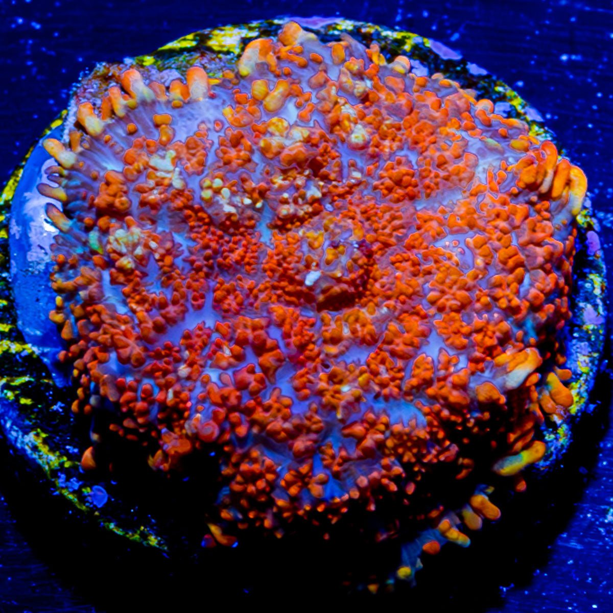 Fireball Rhiodactus Mushroom - riptide aquaculture llc