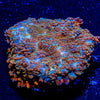 Cloverfield Rhiodactus Mushroom - riptide aquaculture llc