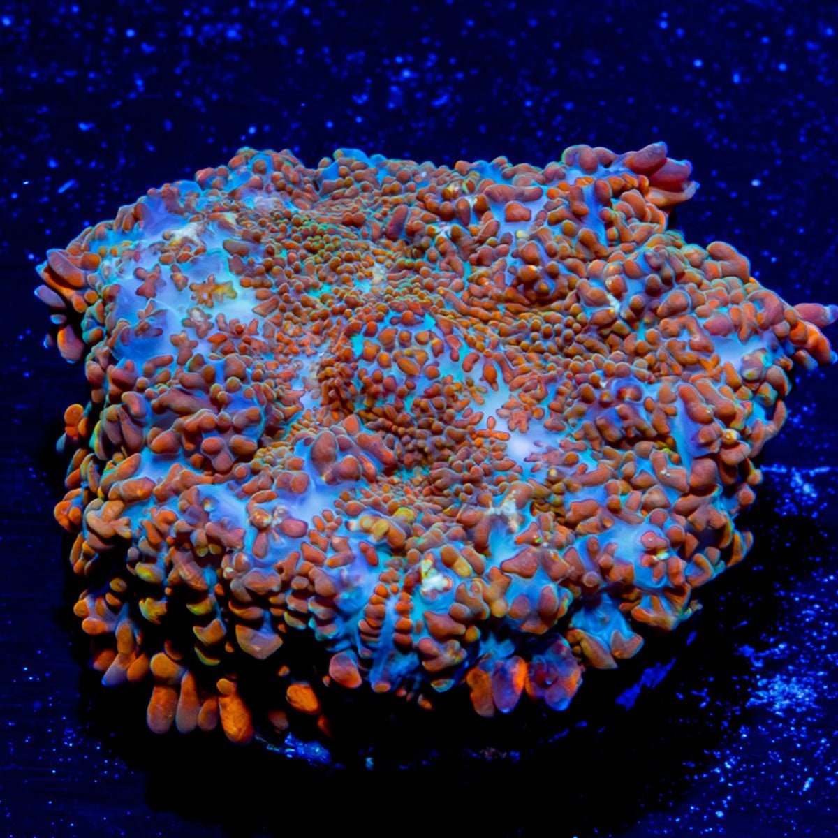 Cloverfield Rhiodactus Mushroom - riptide aquaculture llc