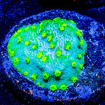 Palm coast astreopora - riptide aquaculture llc