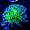 Neon Green Toadstool - riptide aquaculture llc