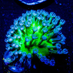 Neon Green Toadstool - riptide aquaculture llc
