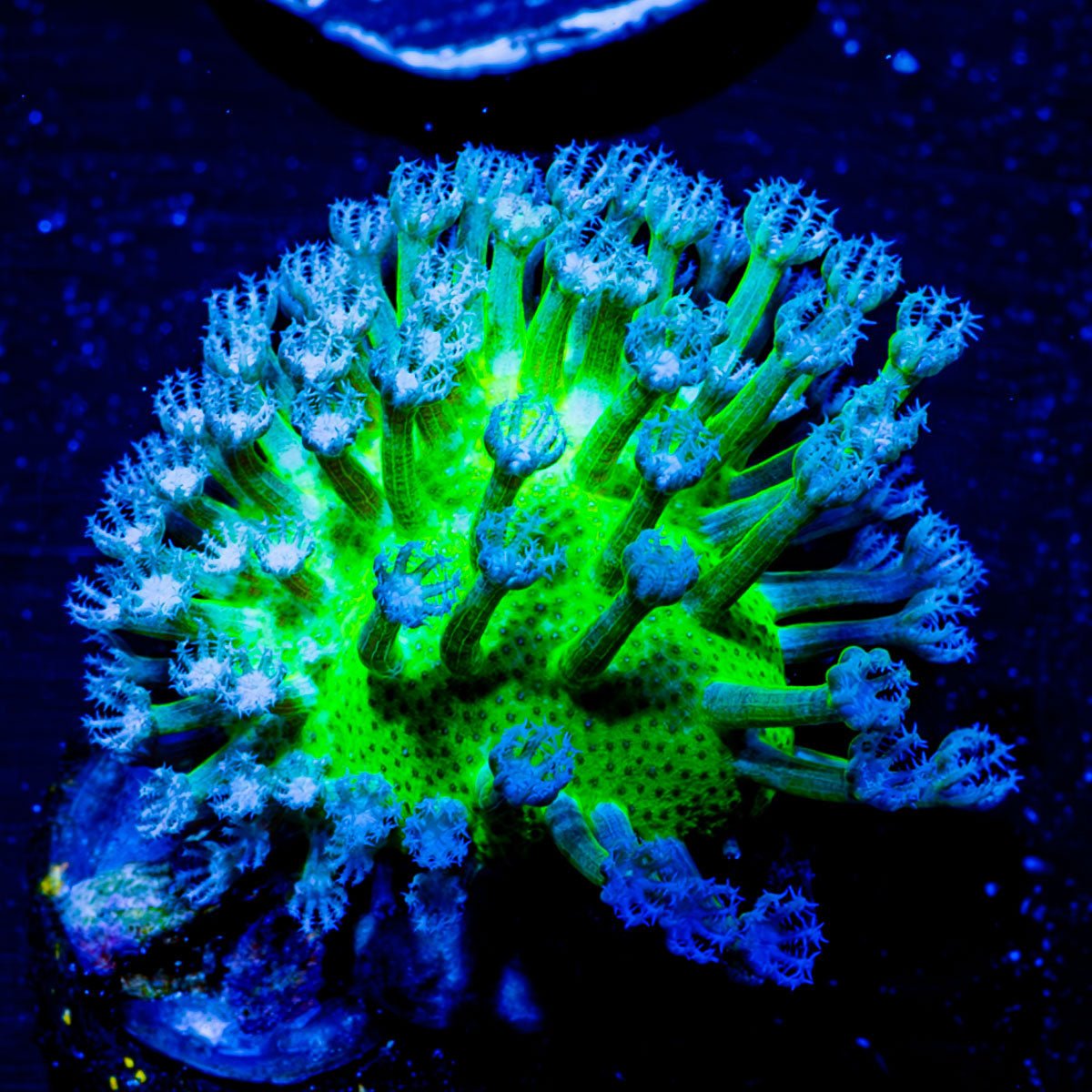 Neon Green Toadstool - riptide aquaculture llc