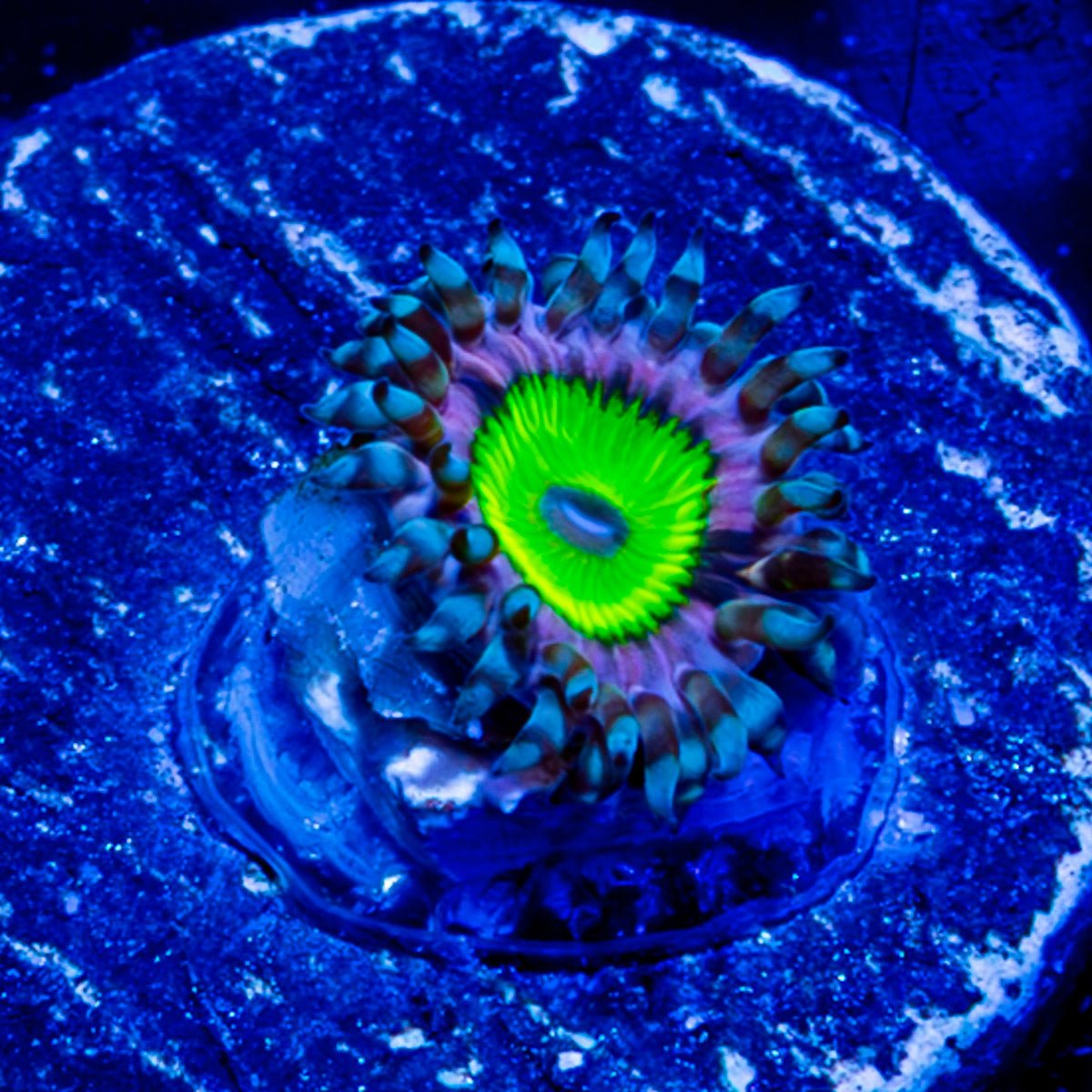 Chuckys Bride Zoanthid - riptide aquaculture llc