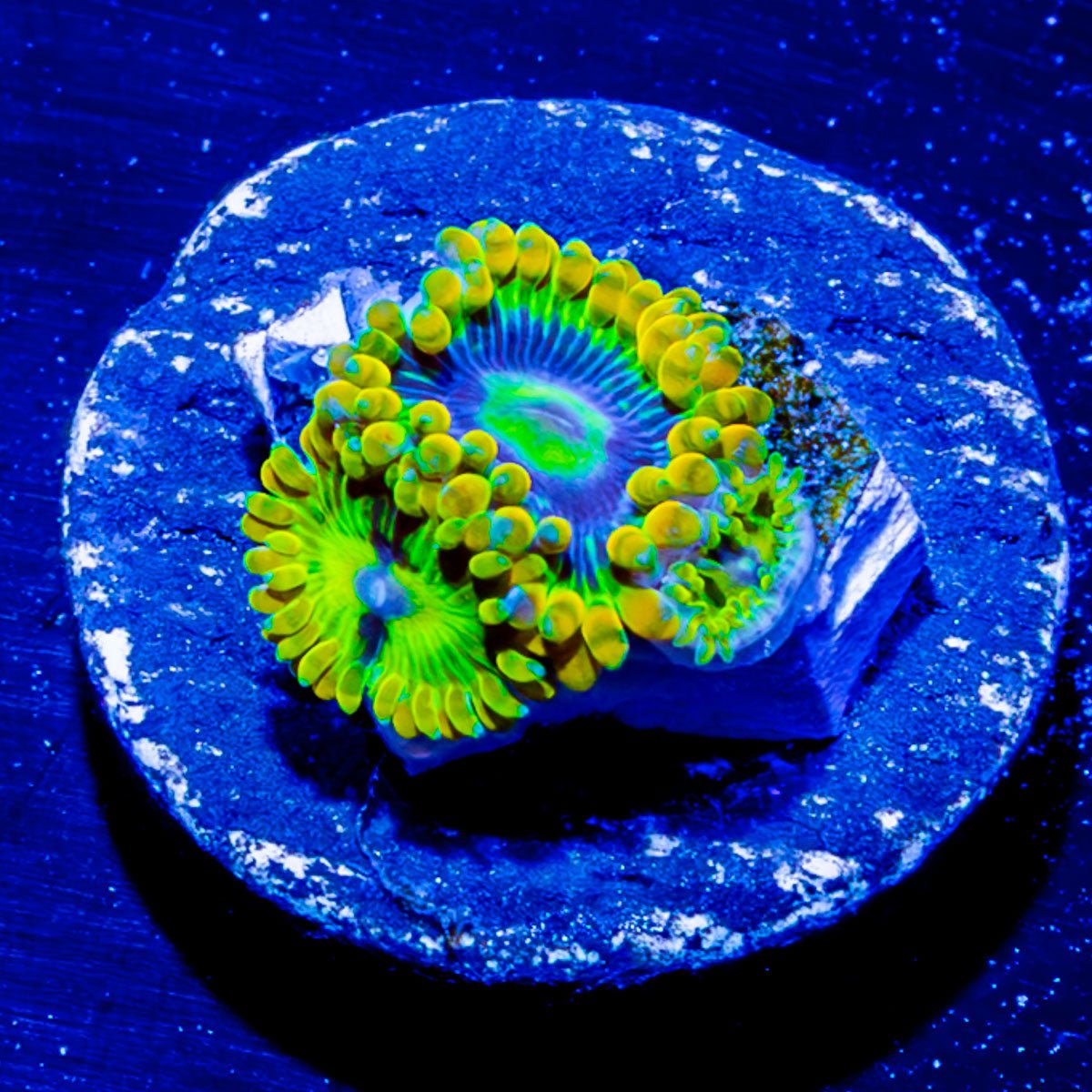 Rainbow Yoda Zoanthid - riptide aquaculture llc