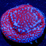 Superman Montipora - riptide aquaculture llc
