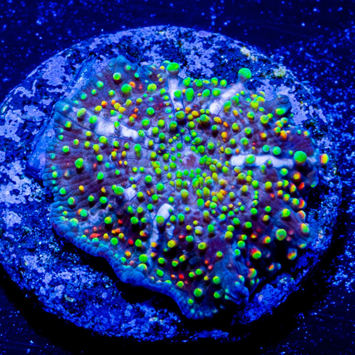 Rainbow Interstellar Mushroom - riptide aquaculture llc