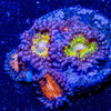 Cherry Charms Zoanthid - riptide aquaculture llc
