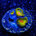 WWC Golden Gods Zoanthids - riptide aquaculture llc