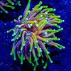 Jester Torch - riptide aquaculture llc