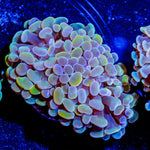 Assorted Branching Hammer Coral - riptide aquaculture llc
