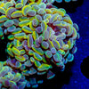 Assorted Branching Hammer Coral - riptide aquaculture llc