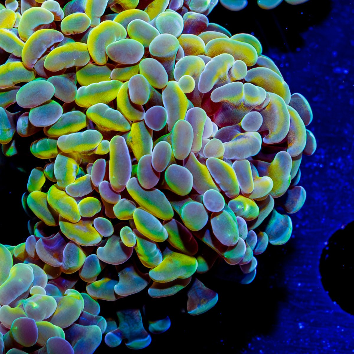 Assorted Branching Hammer Coral - riptide aquaculture llc