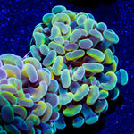 Assorted Branching Hammer Coral - riptide aquaculture llc