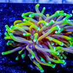 21 Tails Torch - riptide aquaculture llc