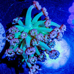 Bubble Toes Goniopora - riptide aquaculture llc