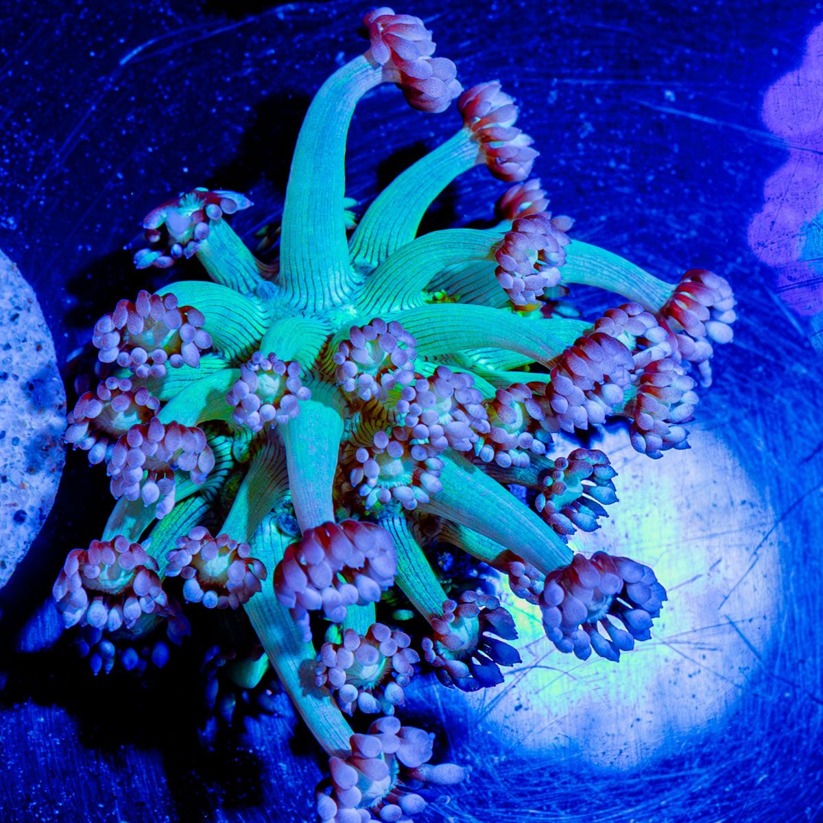 Bubble Toes Goniopora - riptide aquaculture llc