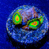 Rasta Zoanthid - riptide aquaculture llc