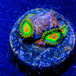Rasta Zoanthid - riptide aquaculture llc
