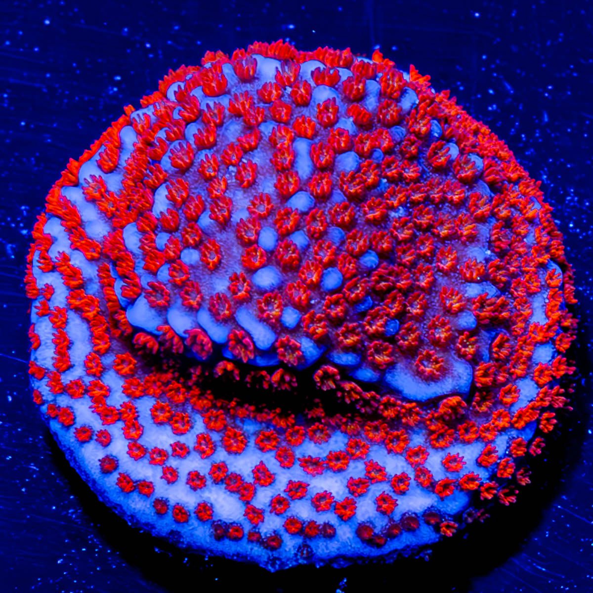 Superman Montipora - riptide aquaculture llc