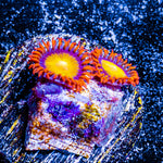 Madori Sun Zoanthid 