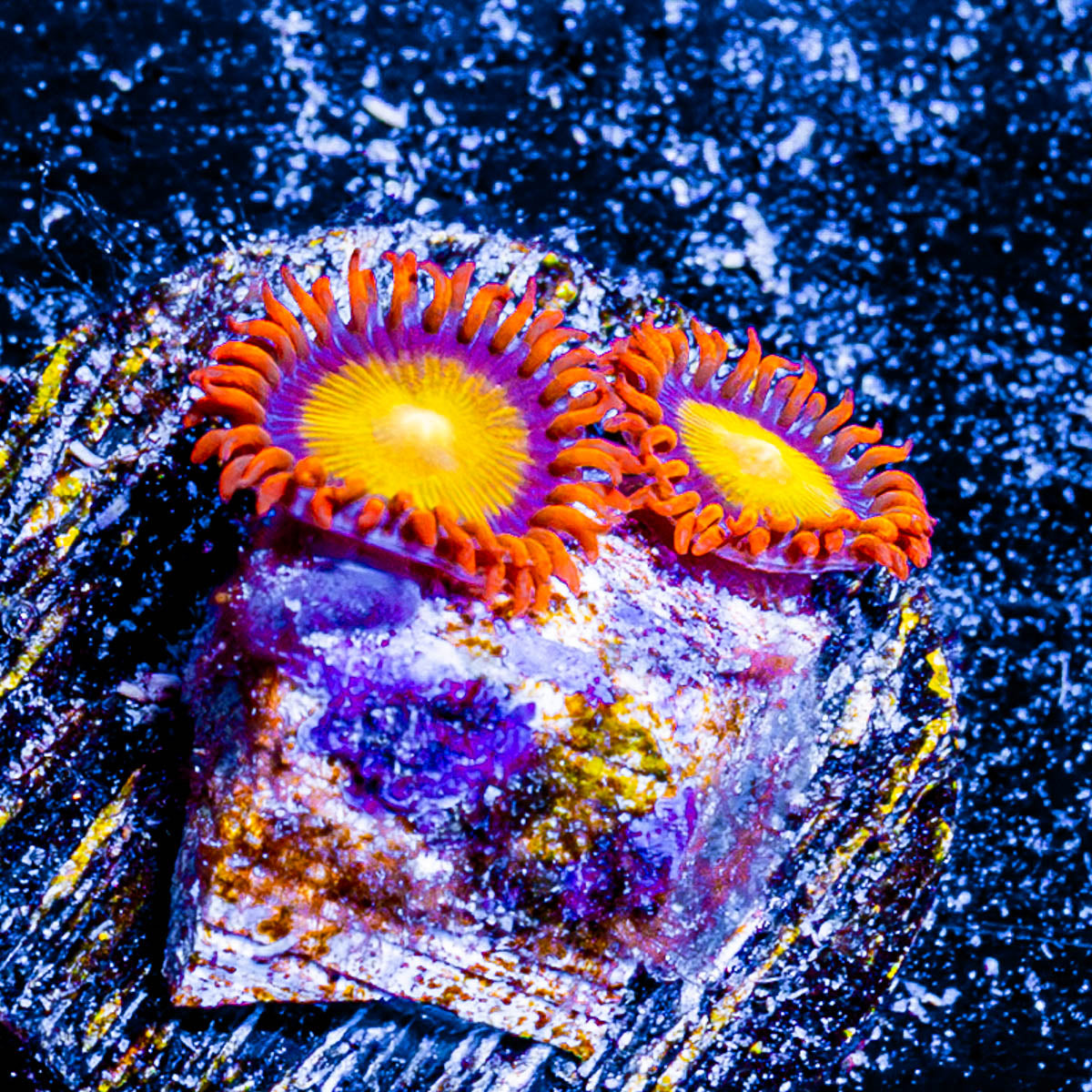 Madori Sun Zoanthid 