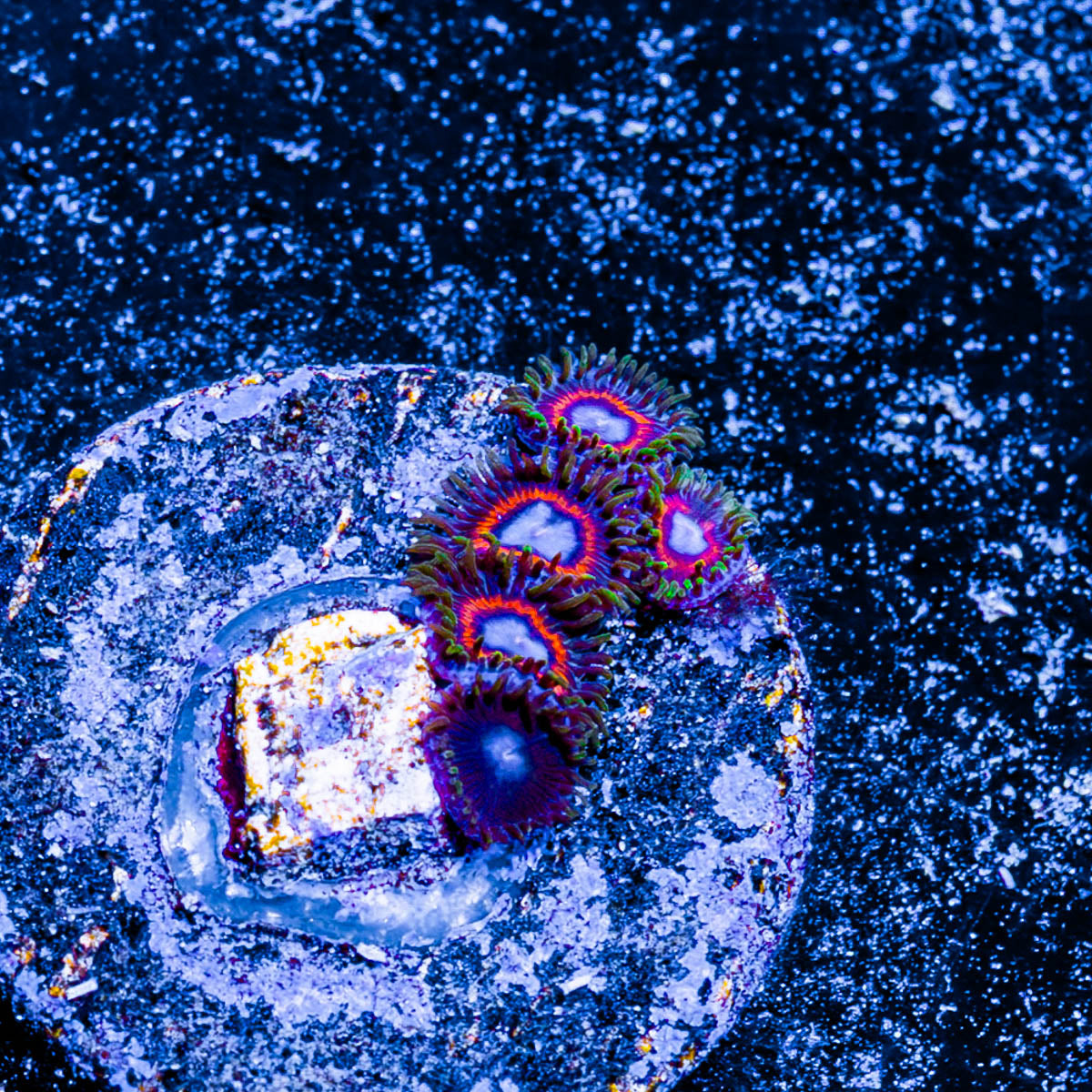 Fairy Tales Zoanthid 