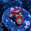 Gatorade Zoanthid 