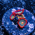 Gatorade Zoanthid 