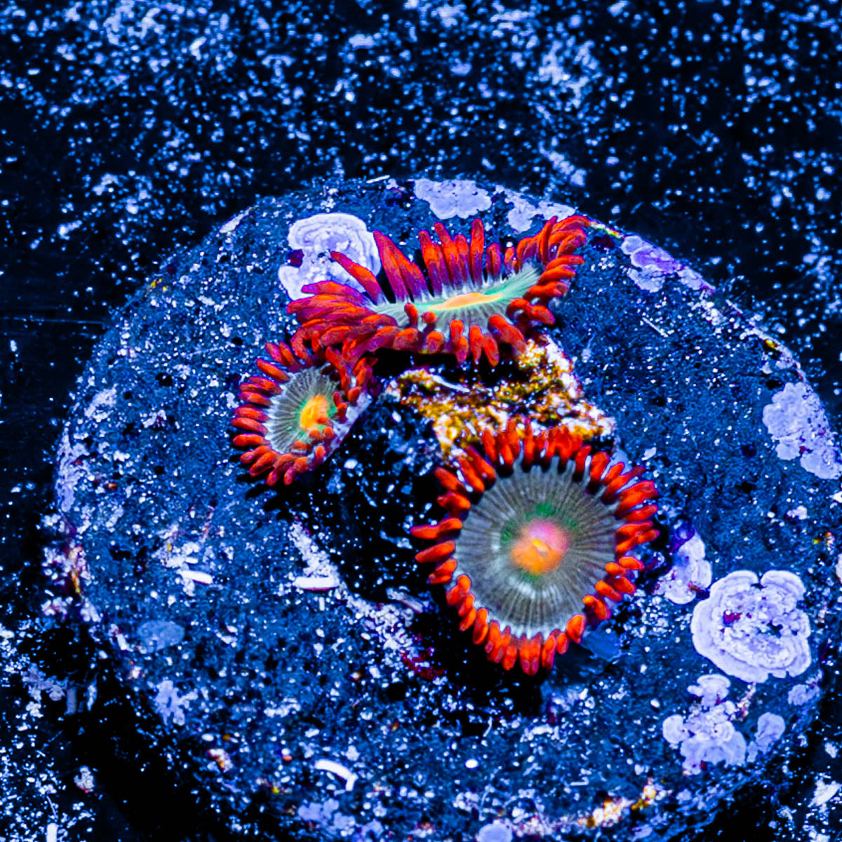 Gatorade Zoanthid 