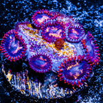 Firecracker Zoanthid 