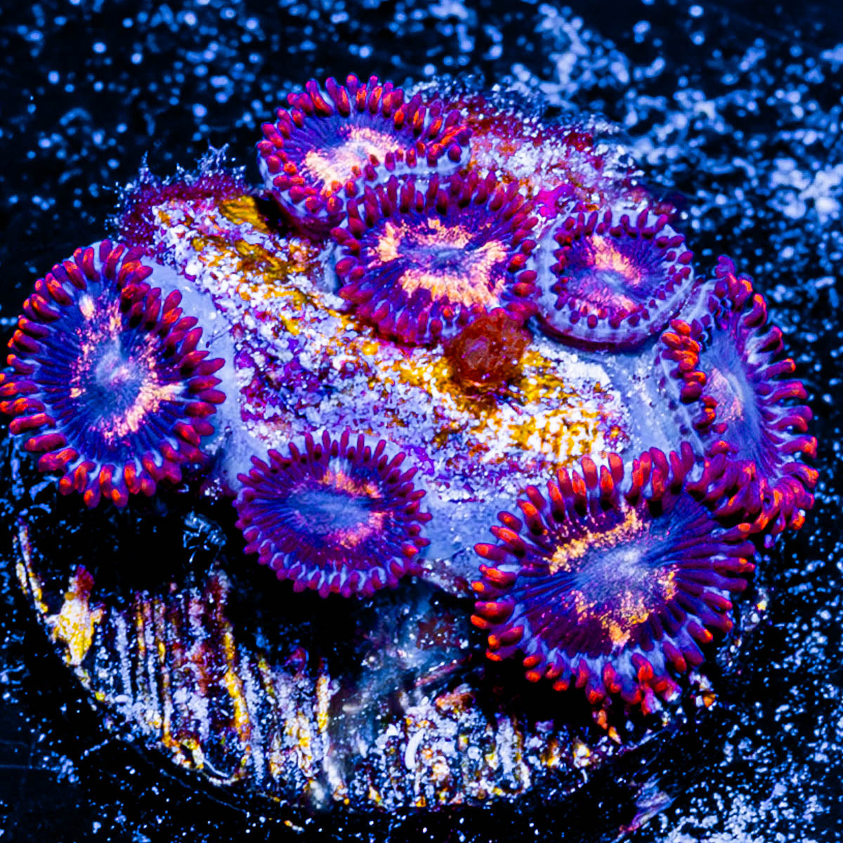 Firecracker Zoanthid 