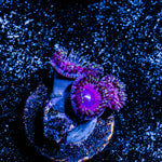 Fruit Ninja Zoanthid 