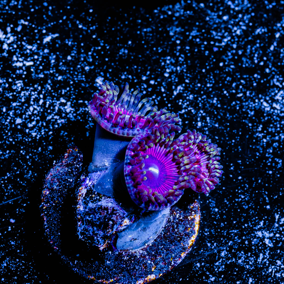 Fruit Ninja Zoanthid 
